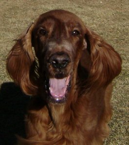 Teagan, MACH 3 Twinhearts Teagans Honor UDX photo by Carole Lynn Evans