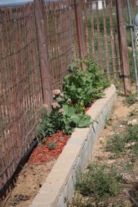 last year's perennials. I'll be updating in a week or so, Winter went well for them