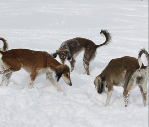 Boo, Biddy, Fire Dragon, snow times a few years ago