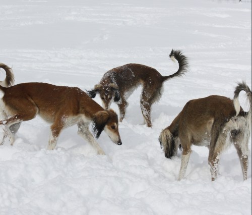 Now where did we bury that toy?