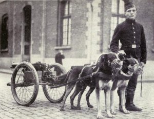 Belgian_dogs_trained_to_draw_quick-firing_guns