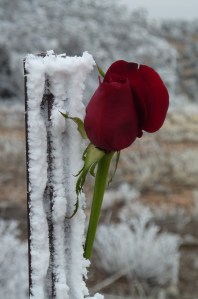 Pictures from NM gathering for Tom 015