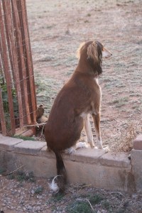 Quiet for now, sharing the sunset