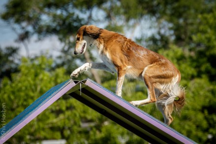 LOOK AT ME, I AM THE FIRE DRAGON