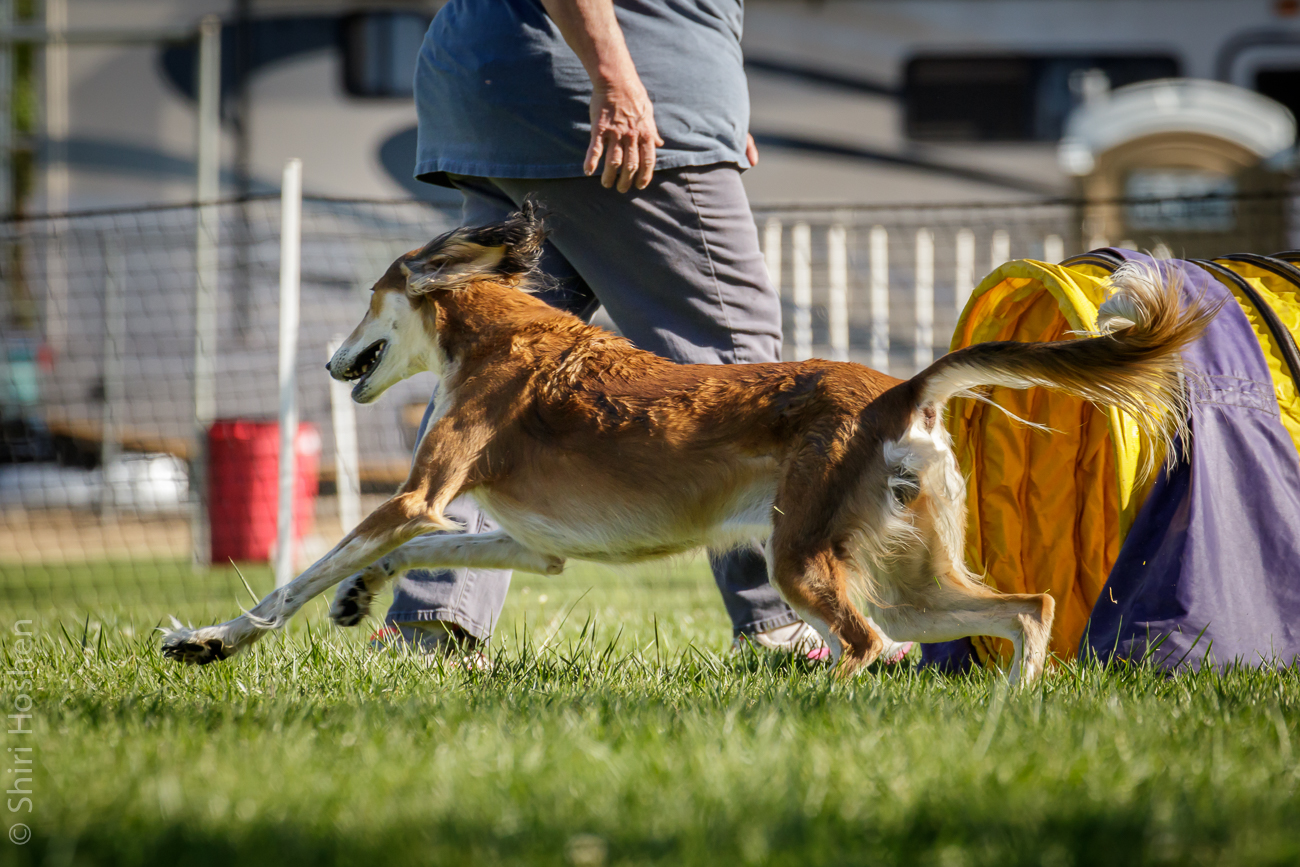 2015-05-02 agility 0431