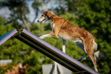 2015-05-02 agility 0448