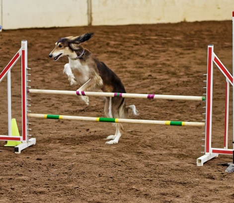 81876594-Friday-0450 (2)