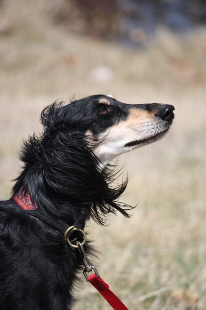 1936538_97029219860_1238899_n